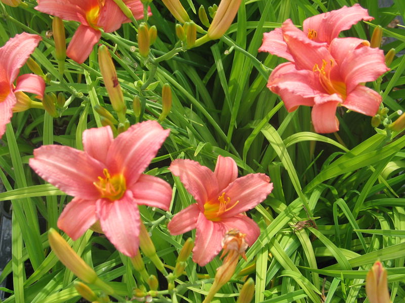 Daglilje 'Pink Damask' - Potte 2,0 liter