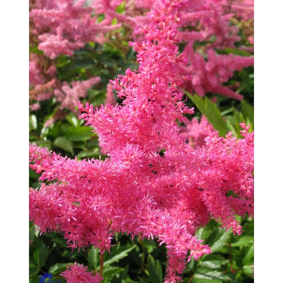 Astilbe - Potte 1 liter