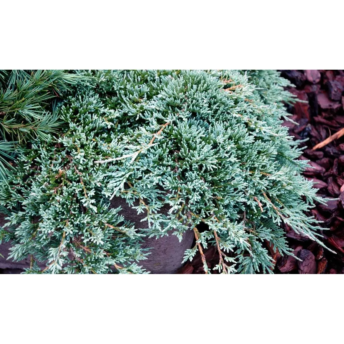 Krybende Enebær &apos;Icee Blue&apos;