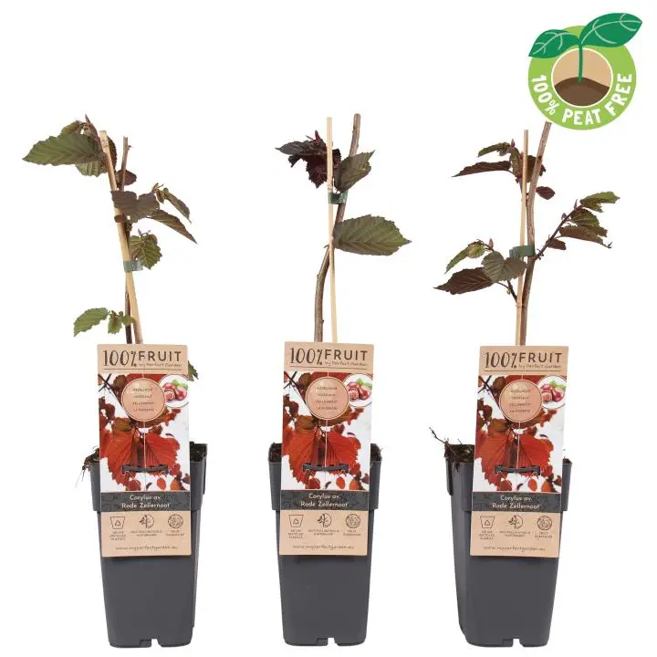 Storfrugtet Hassel &#39;Rød Zellernød&#39; - Potte 2,0 liter