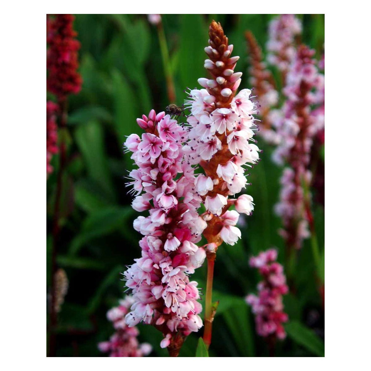 Tæppepileurt &apos;Darjeeling Red&apos;