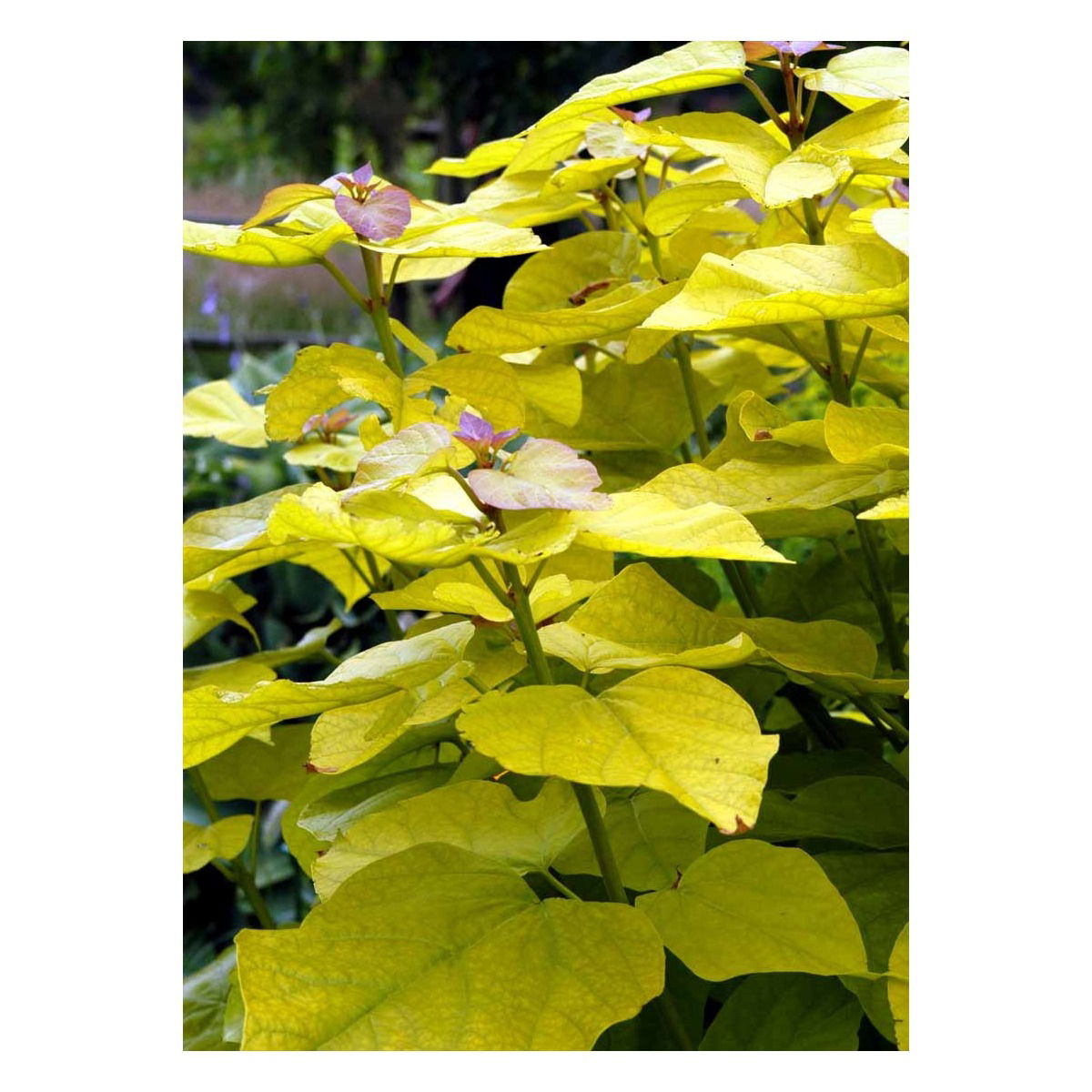 Catalpa Bignonioides 'Aurea'