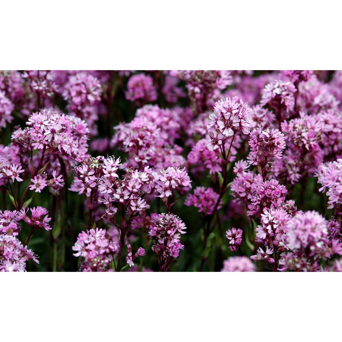 Lychnis alpina - Potte 1 liter