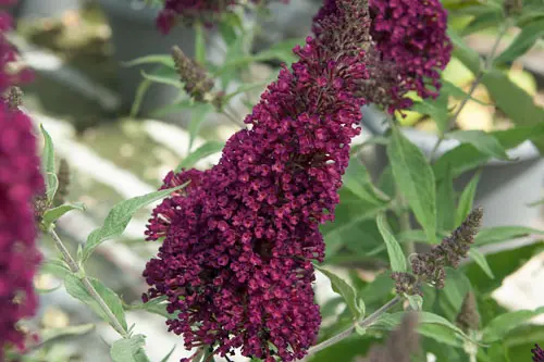 Sommerfuglebusk Buzz &apos;Wine&apos;