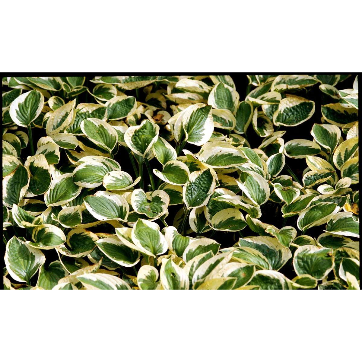 Funkia &apos;Brim Cup&apos;