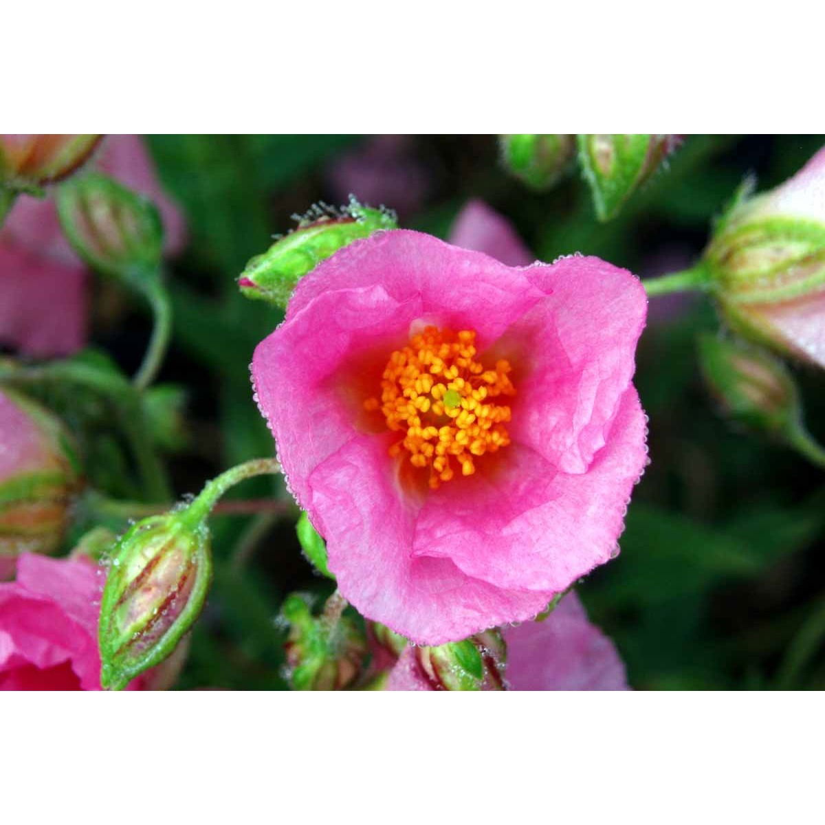 Soløje &apos;Lawrensons Pink&apos;