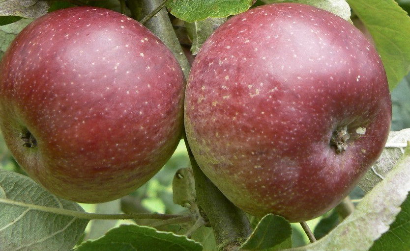 Cider æble &#39;Black dabinette&#39; - Havefrugttræ - A-kvalitet 4-8 grene. 120-160 cm. Potte, (M7)