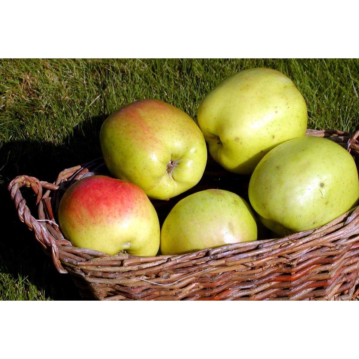 Æble &#39;Filippa&#39; - Potte 10 liter 150-175 cm.