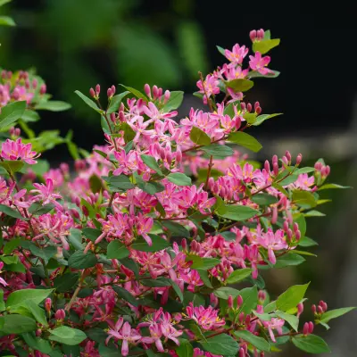 Lonicera