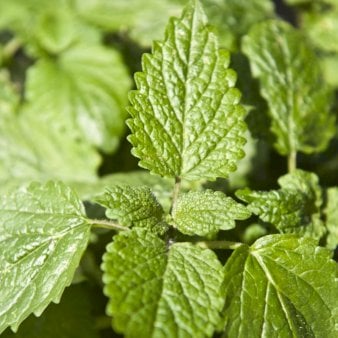 Citronmelisse - Potte 1 liter