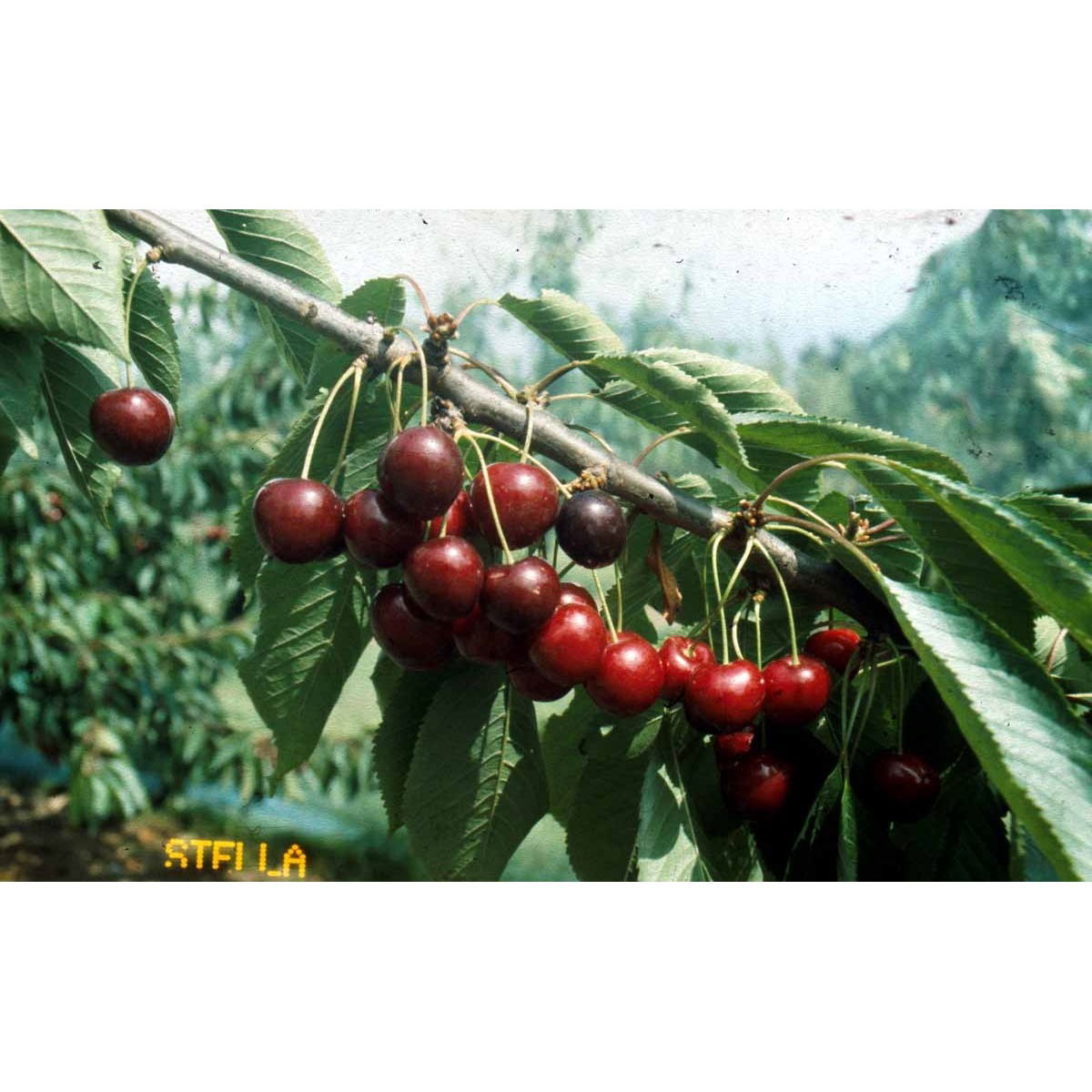 Sød Kirsebær &#39;Stella&#39; - Selvbestøvende - Havefrugttræ - A-kvalitet 4-8 grene, 130-170 cm. Potte 10 liter (Colt) (middelstørrelse træer)