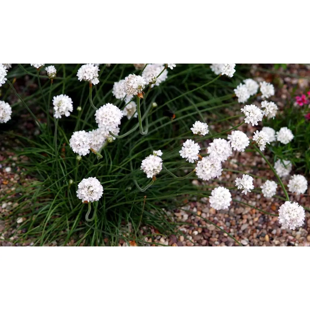 Engelsk Græs &apos;Alba&apos;