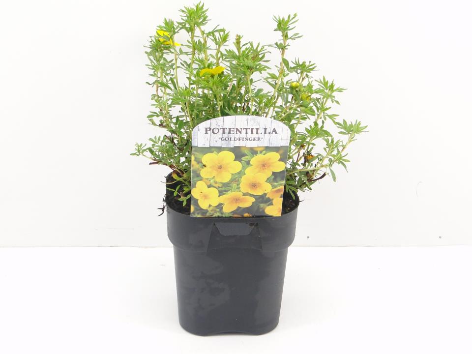 Potentilla 'Goldfinger' - Potte 2,0 liter 25-30 cm.