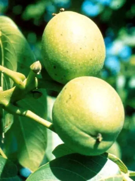 Valnød &#39;Broadview&#39; - Potte, A-kvalitet 160 cm.