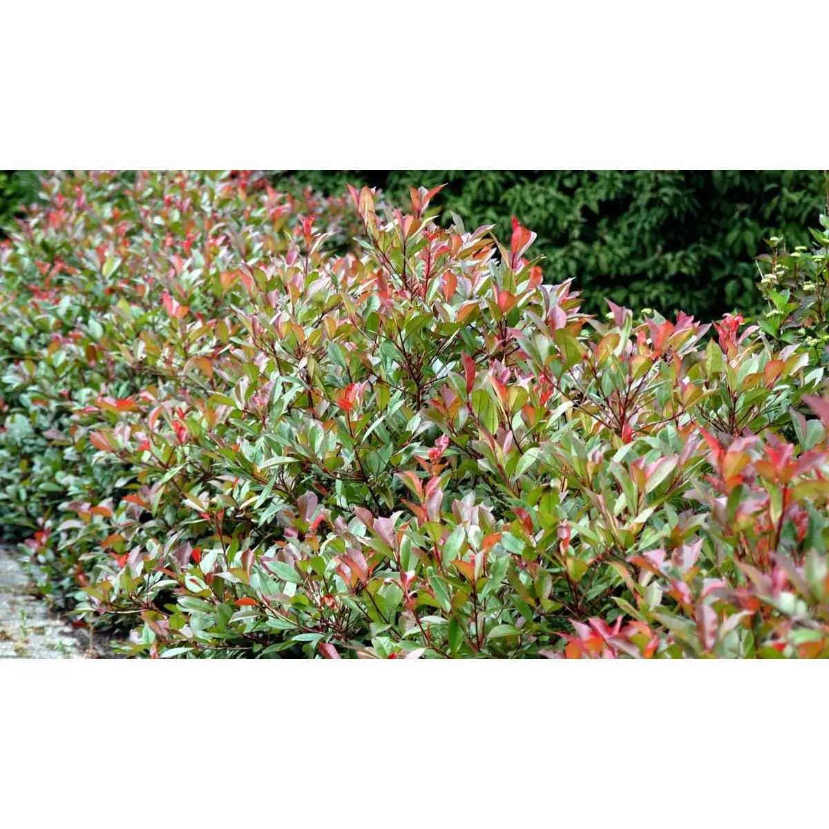 Glansmispel &apos;Red Robin&apos;