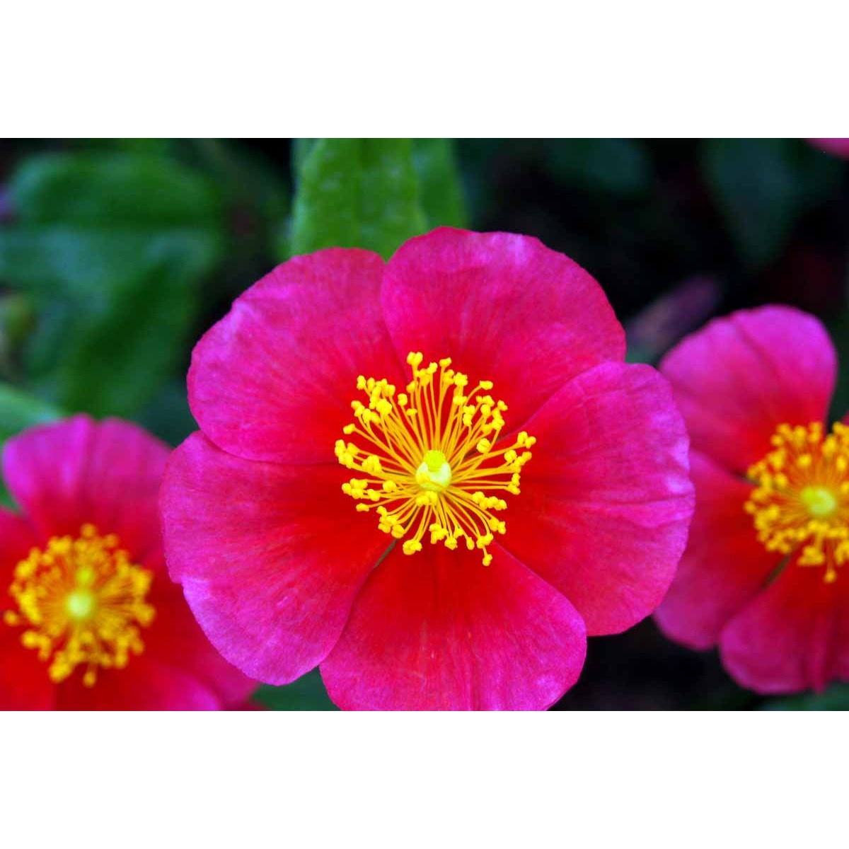 Soløje &apos;Mette&apos;