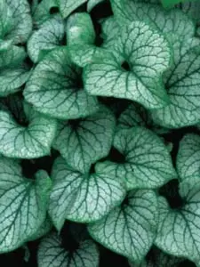 Brunnera macrophylla Jack Frost, Kærmindesøster Jack Frost, Populærnavn:&amp;#160; Kærmindesøster Placering:&amp;#160; Halvskygge - ikke for tør jord. Blomstring:&amp;#160; Maj-Juni Farve:&amp;#160; lys blå Højde:&amp;#160; 40 cm Antal pr. m2: 6