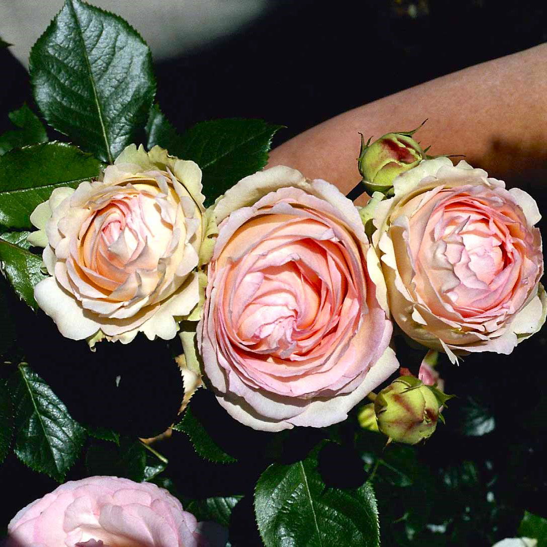 Mini Eden Rose