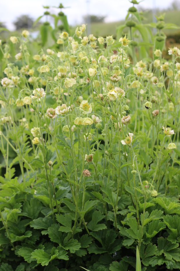 Eng-Nellikerod &apos;Tales of Hex&apos;