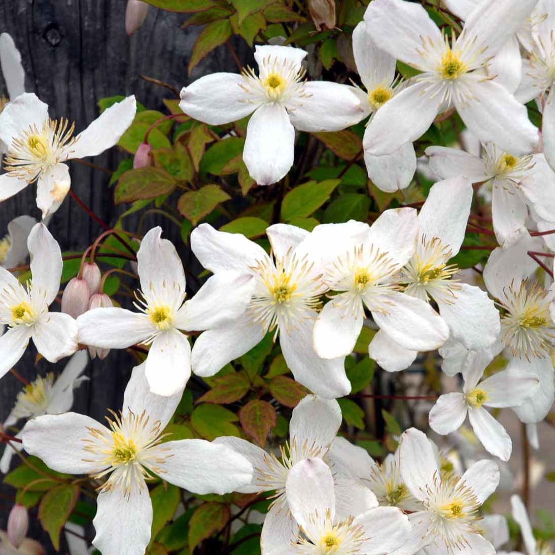 Bjerg-Skovranke Grandiflora