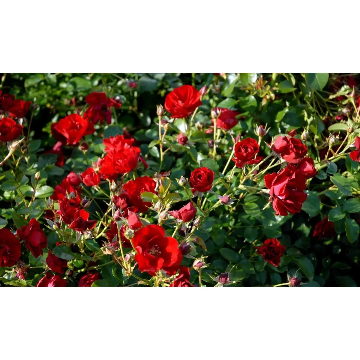 &apos;Austriana&apos;®