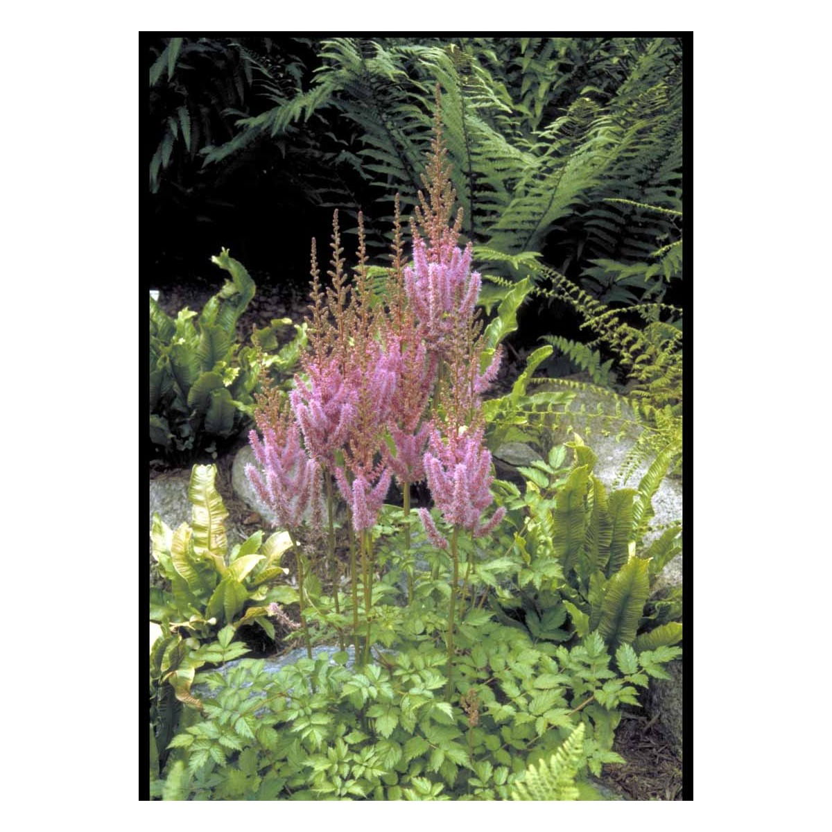 Astilbe 'Purpurlanze' - Potte 1 liter