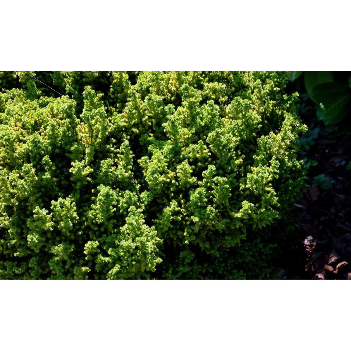 Japansk Kryptomeria &apos;Vilmoriniana&apos;