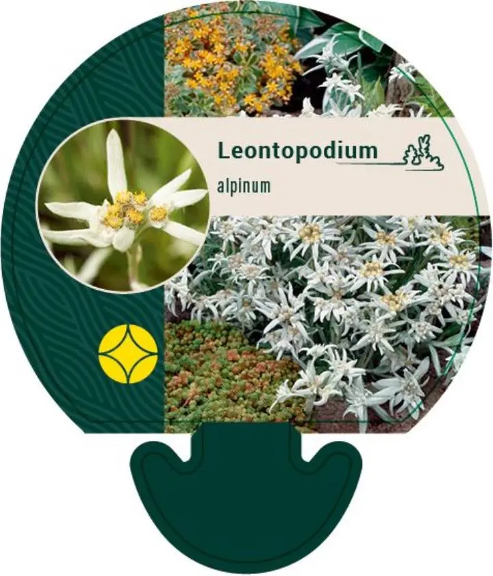 Edelweiss - Potte 0,8 Liter