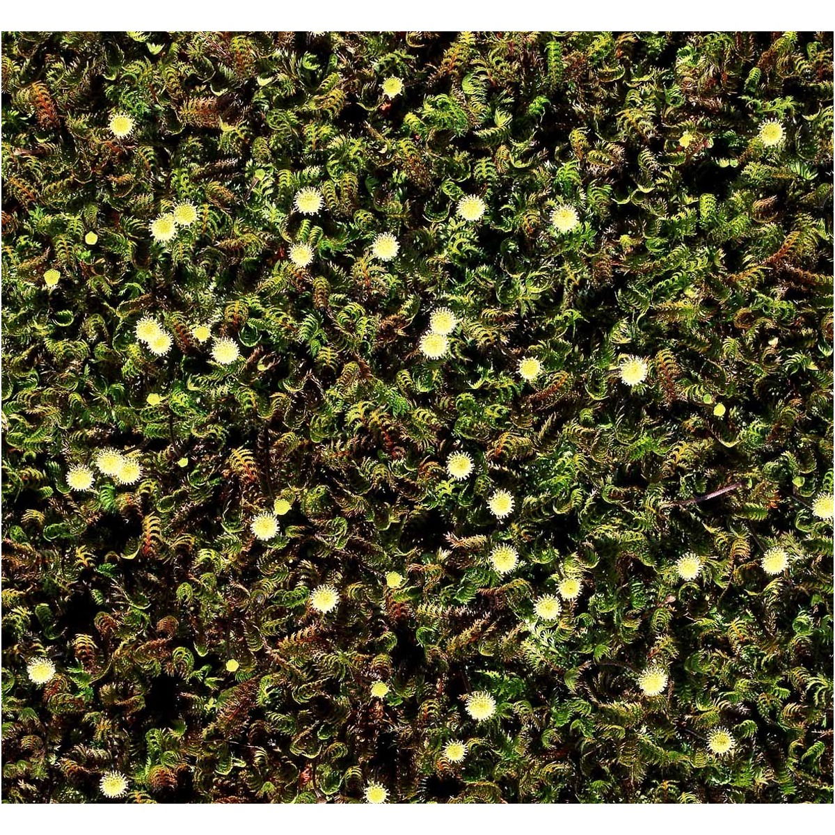 Rød/Grøn trædebregne