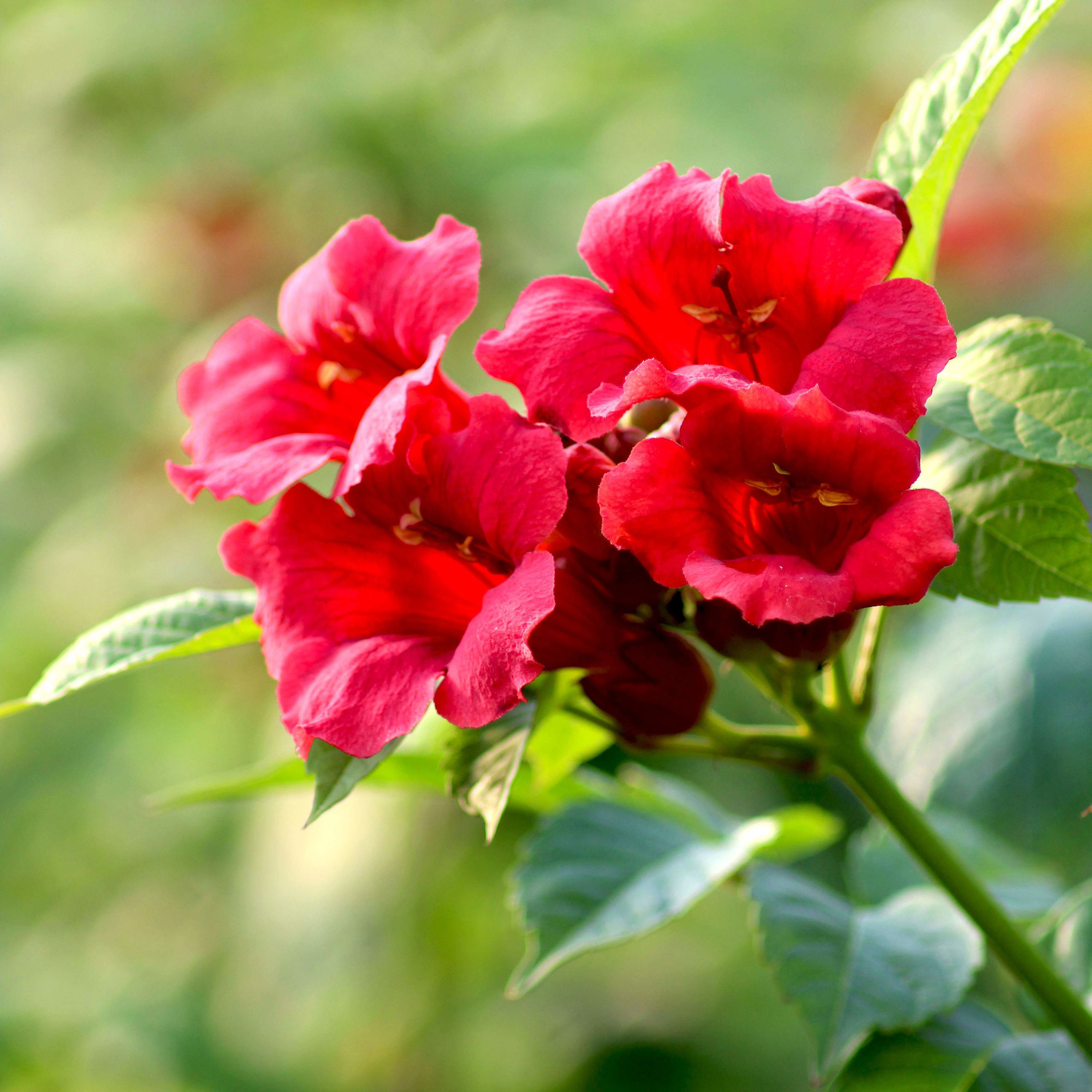 Trompetblomst Strombuli