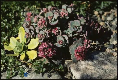 Sedum cauticola Lidakense, Japanske Stenurt,