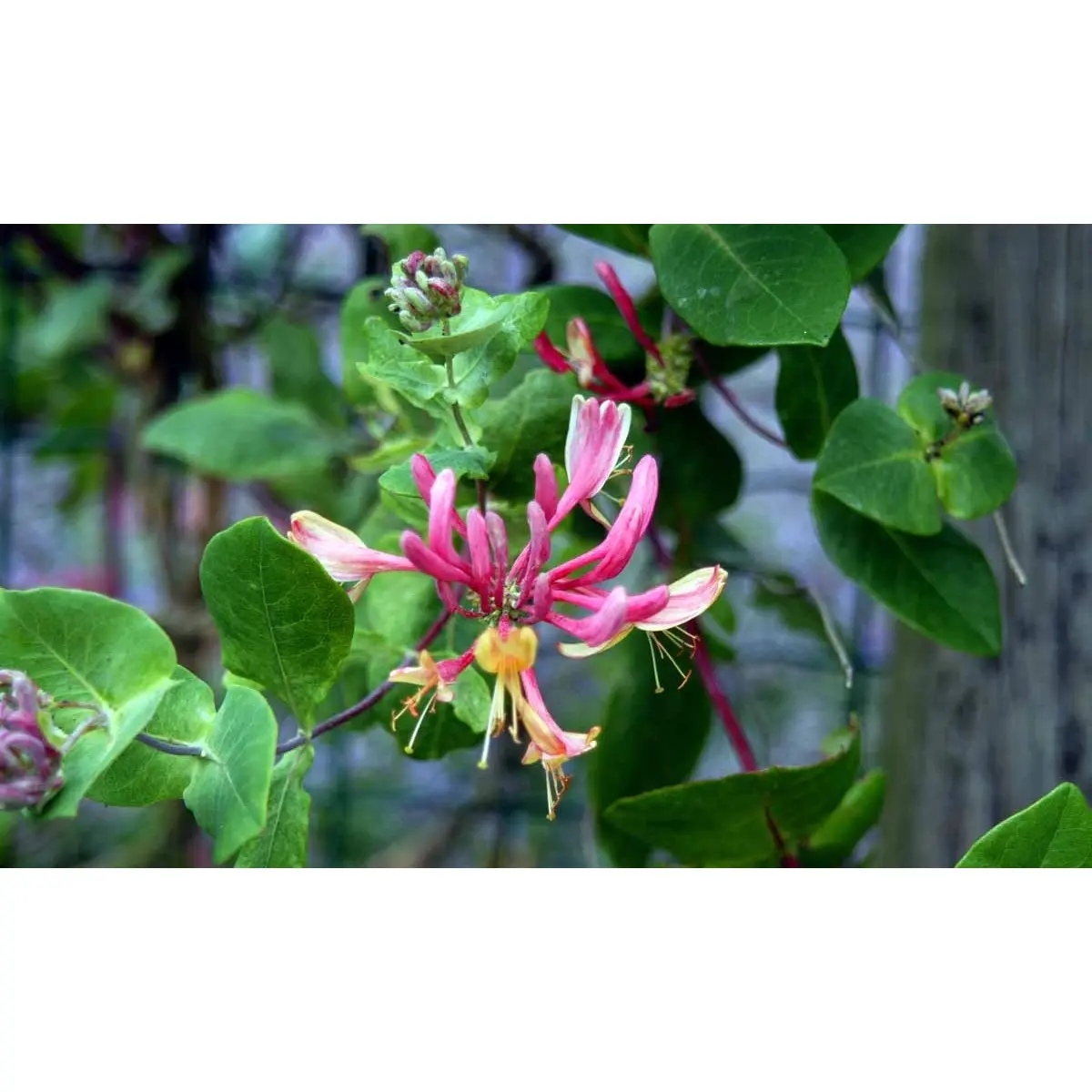 Kaprifolie &apos;Goldflame&apos;