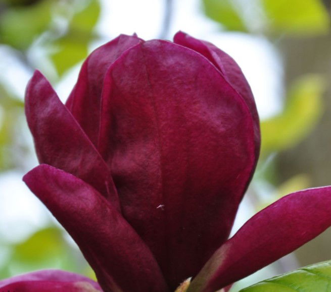 Magnolia &apos; Black Tulip&apos;