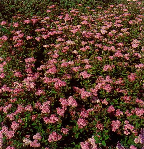 Spiraea japonica Shirobana, Spiræa Shirobana,