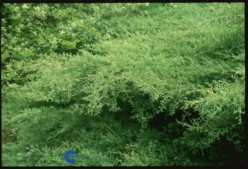 Juniperus virginiana Grey Owl, Blyantstræ Grey Owl, Lav, bred enebær mws horizontal vækst of nikkende skudspidser. Nåle, smukt gråblå. Sol. Alm. havejord. God som bunddække.