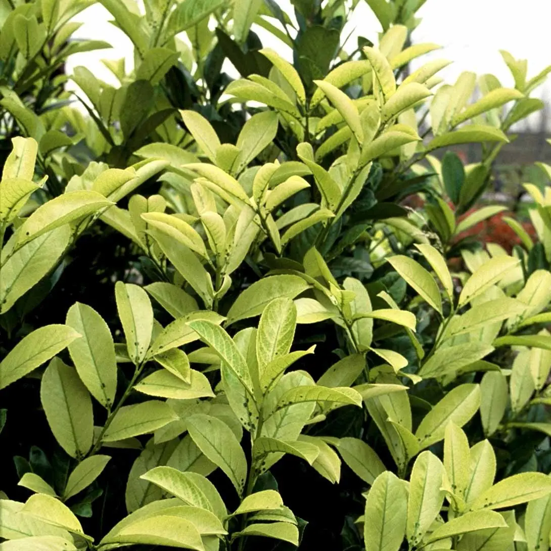Hæk-Kirsebærlaurbær 'Rotundifolia'