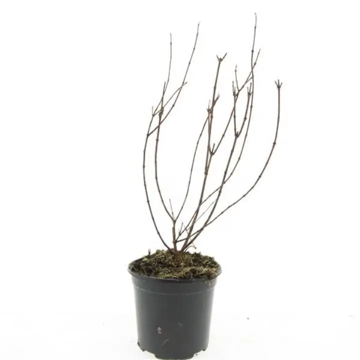 Uægte Jasmin 'Belle Etoile'