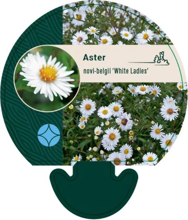 Høstasters 'White Ladies' - Potte 0,8 Liter