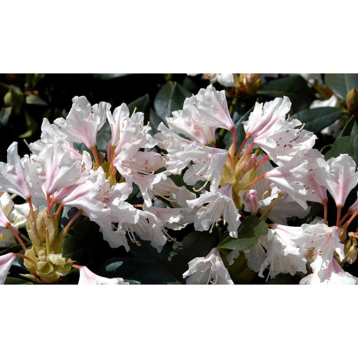 &apos;Cunningham&apos;s White&apos;