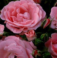 Rosa x &apos;Rosali 83&apos;, Buketrose &apos;Rosali 83&apos;,