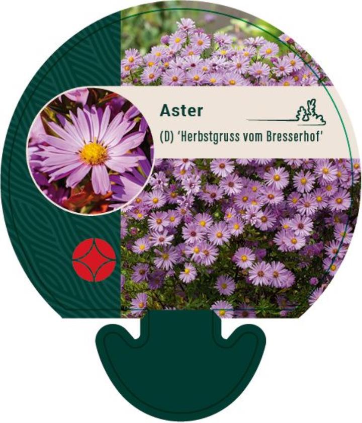 Pudeasters 'Herbstgruss vom Bresserhof' - Potte 0,8 Liter