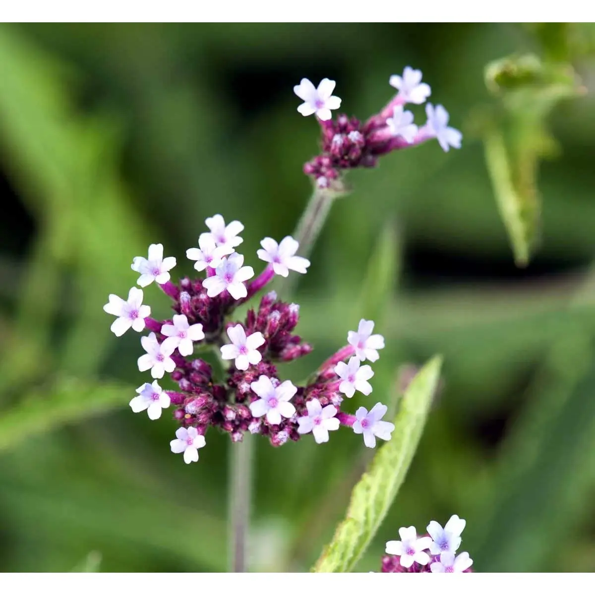 Kæmpe Verbena 'Lollipop' - Potte 1 liter