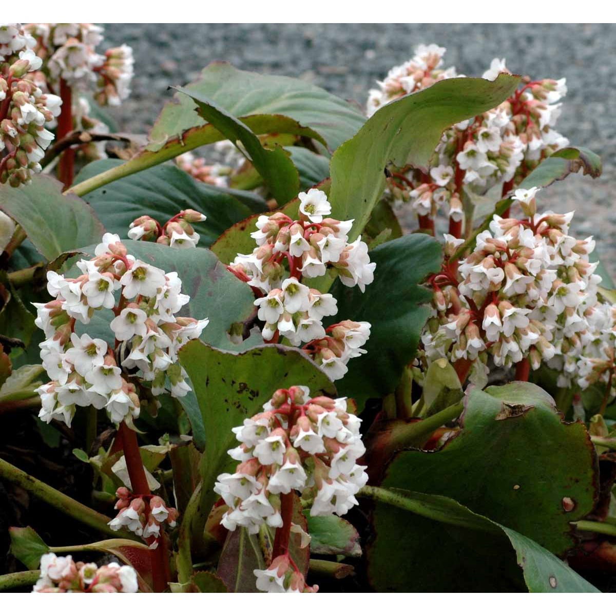 Kæmpestenbræk &apos;Bressingham White&apos;