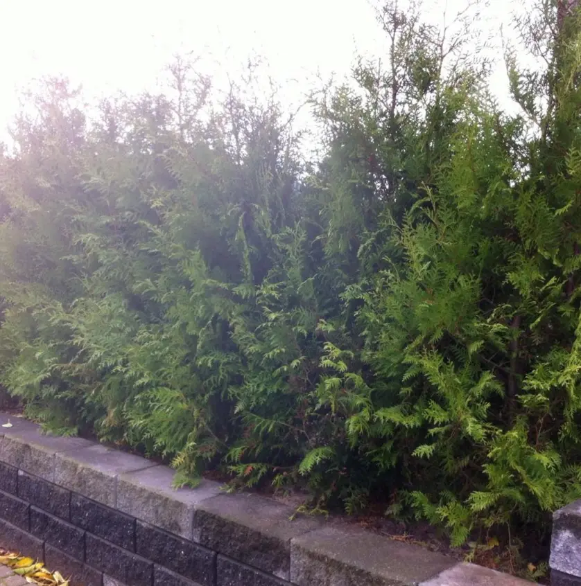 Hækthuja &apos;Brabant&apos;