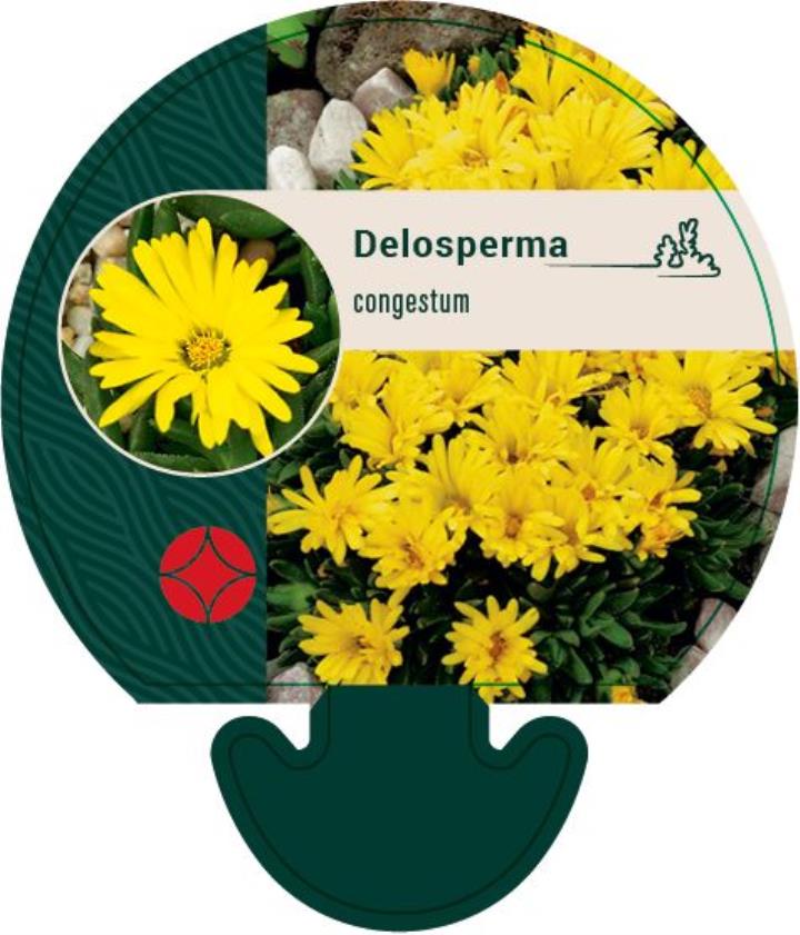 Middagsblomst - Potte 0,8 Liter