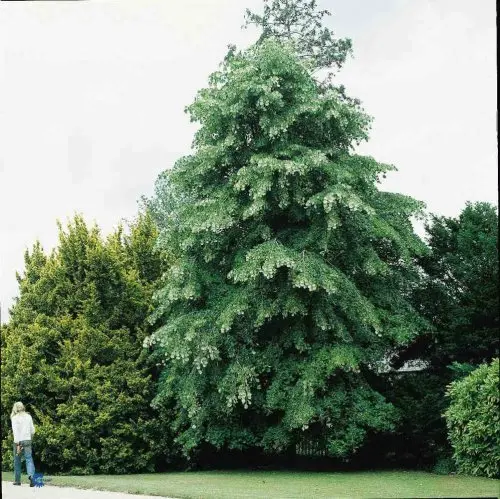 Tilia cordata, Småbladet Lind, Stort smukt formet træ. Gul høstfarve. 12-18 m høj, 4-8 m bred Gulhvide blomster Juli Sol - halvskygge Veldrænet, gerne lerholdig jord. Hårdfør Velegnet som solitær, i lunde, til skov, til alléer, høje hække og stammehække