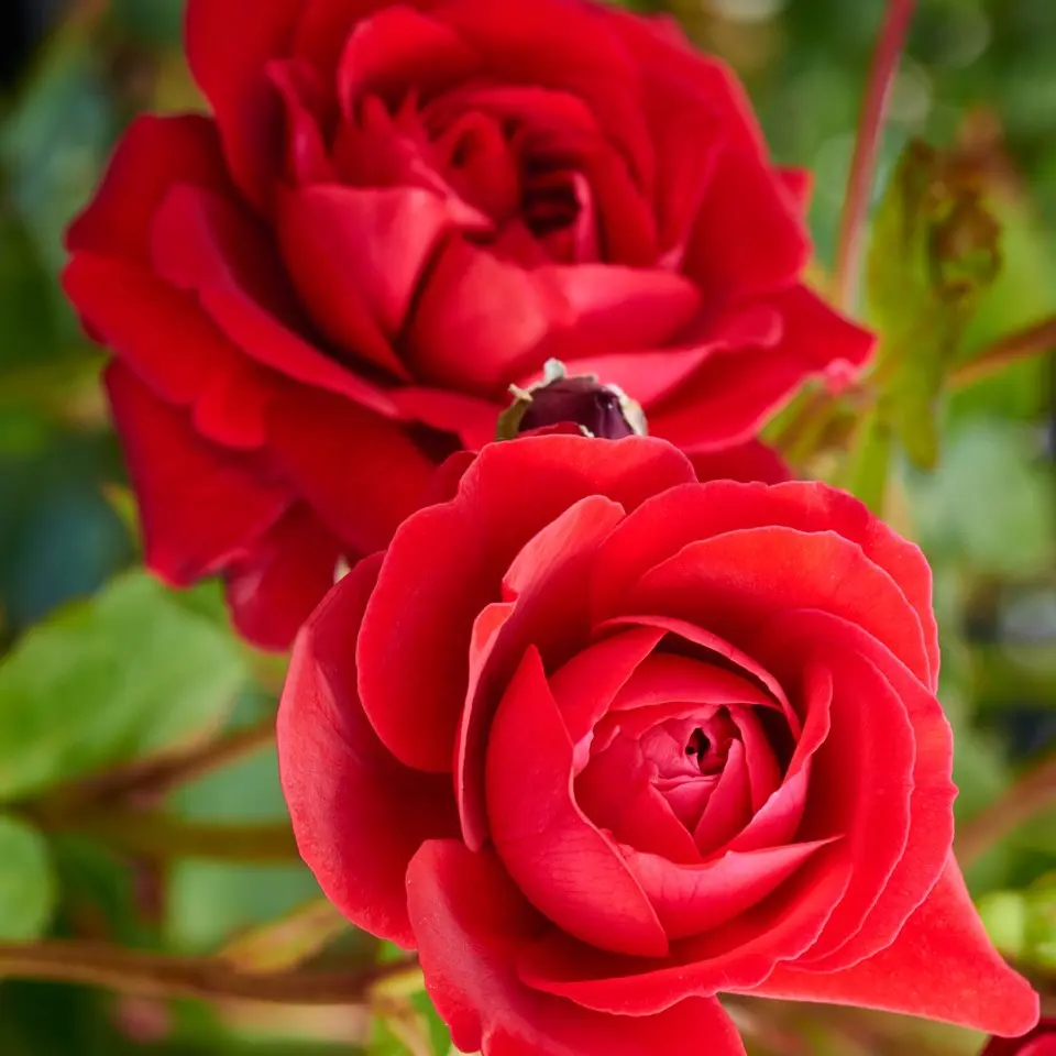 Look Good Feel Better