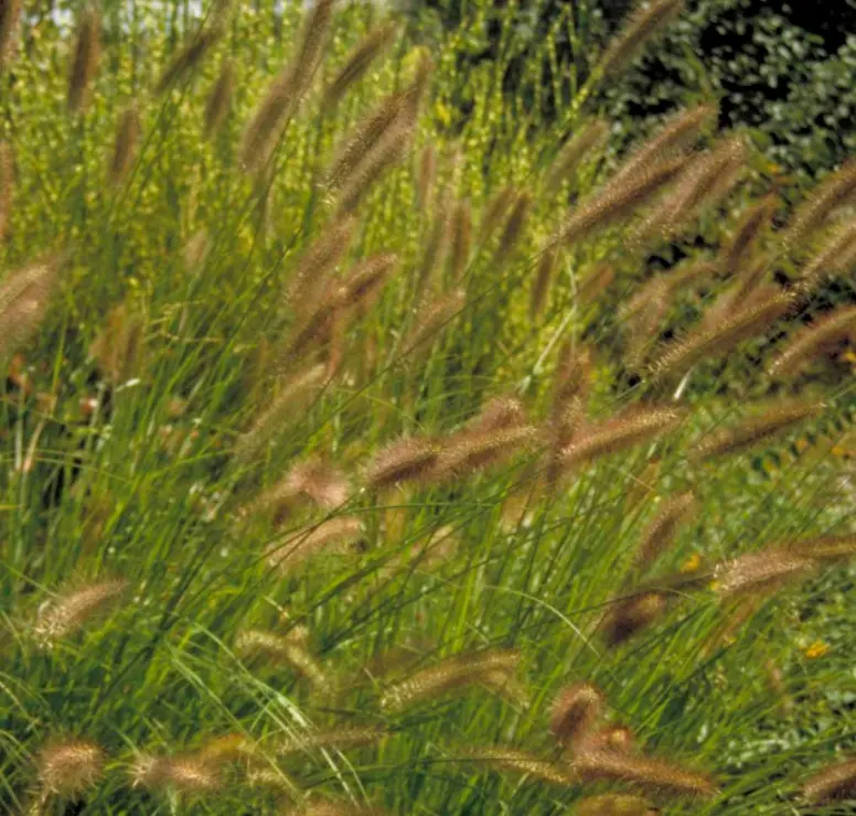 Lampepudsergræs 'Viridescens' - Potte 2,0 liter
