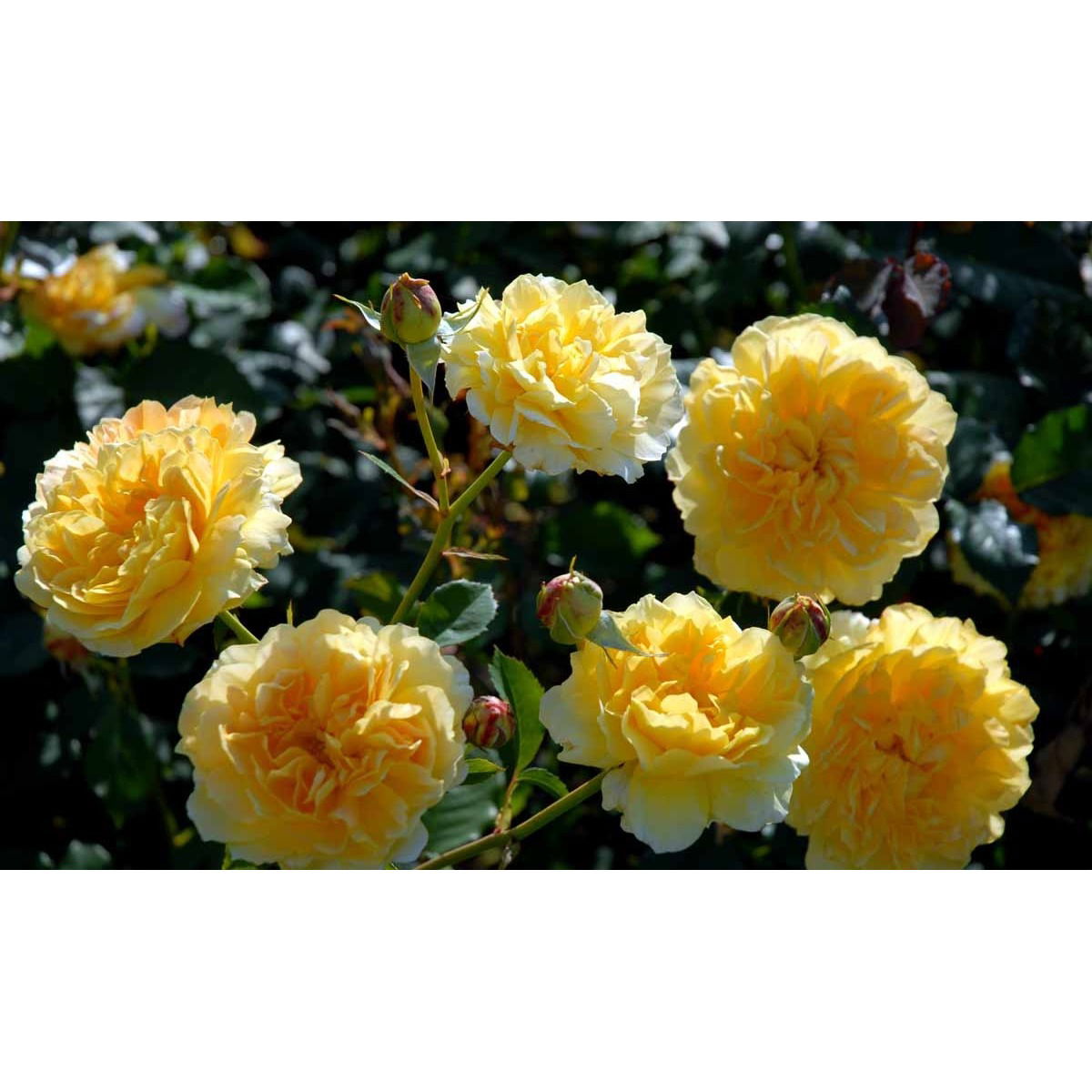 &apos;Molineux&apos;