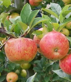 Cider æble &#39;Dabinette&#39; - Podet på grundstamme M-111 (stærkt voksende  -  egnet til større træer)